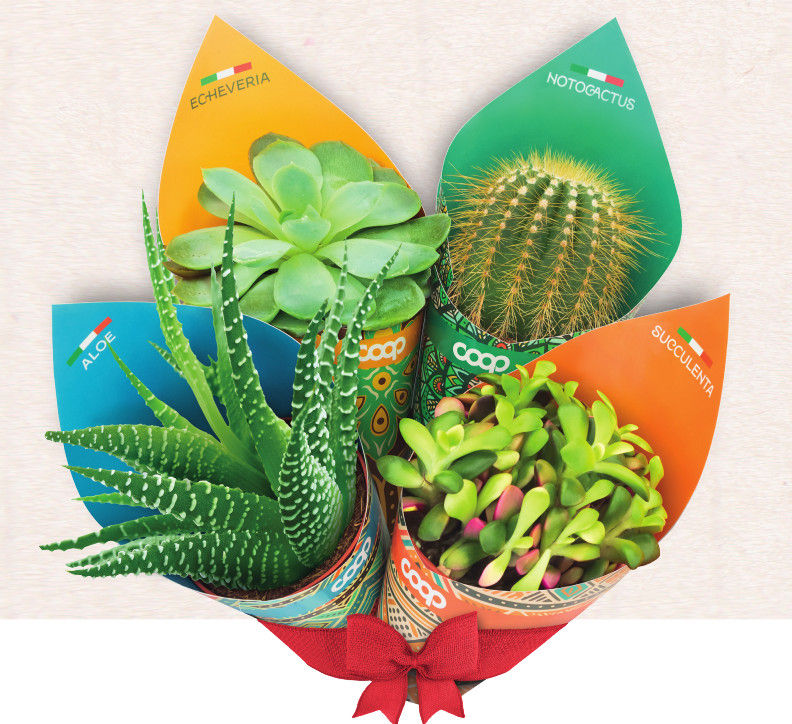 Piantine grasse a marchio Coop. Proposte succulente.